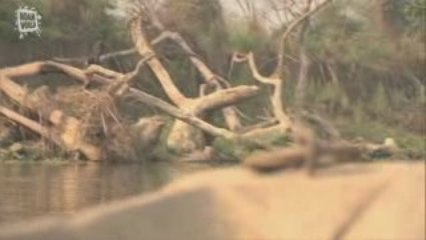 Gavial du Gange (Gavialis gangeticus) 1