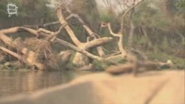 Gavial du Gange (Gavialis gangeticus) 1