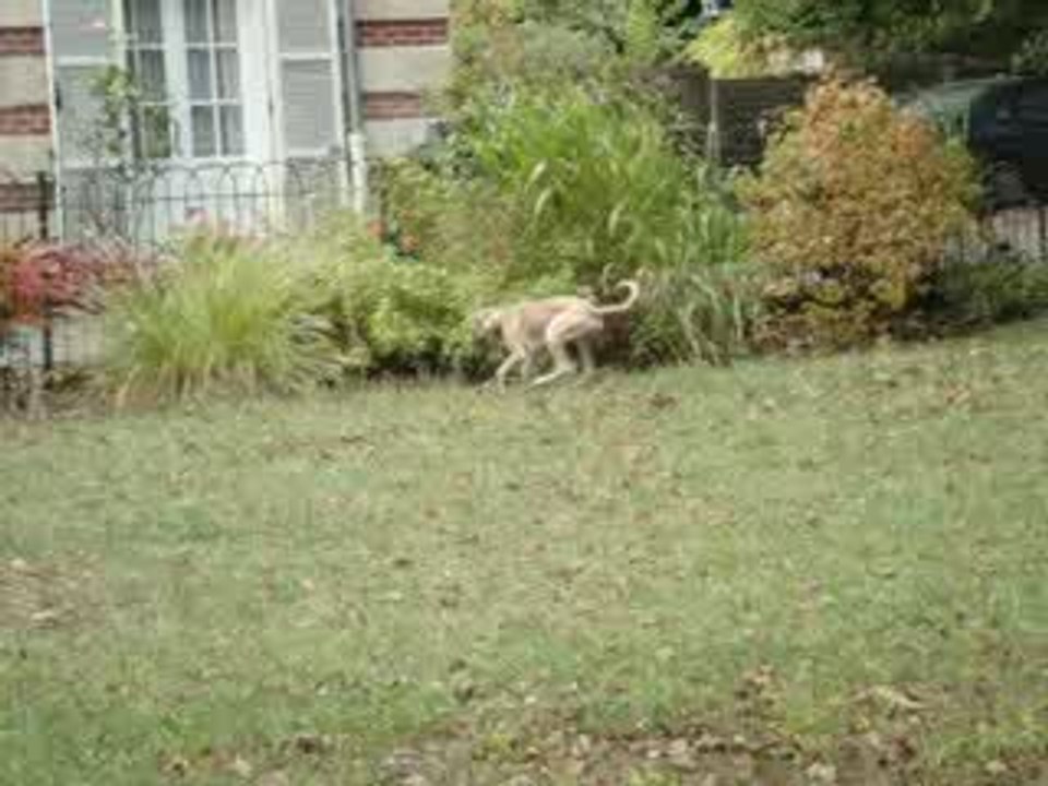 partie de joute... pep's et Dak'...