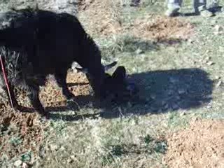 SARIDIR KÖYÜ'NDE ÇOBAN OLMAK (8)