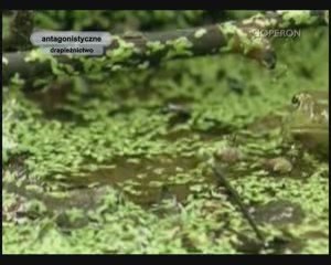 Relacje międzygatunkowe