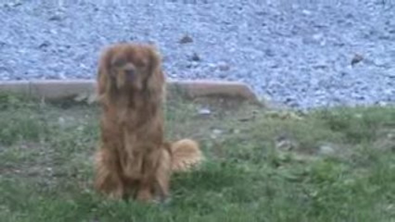 Calypso le papa des bébés nés le 28/09/2009