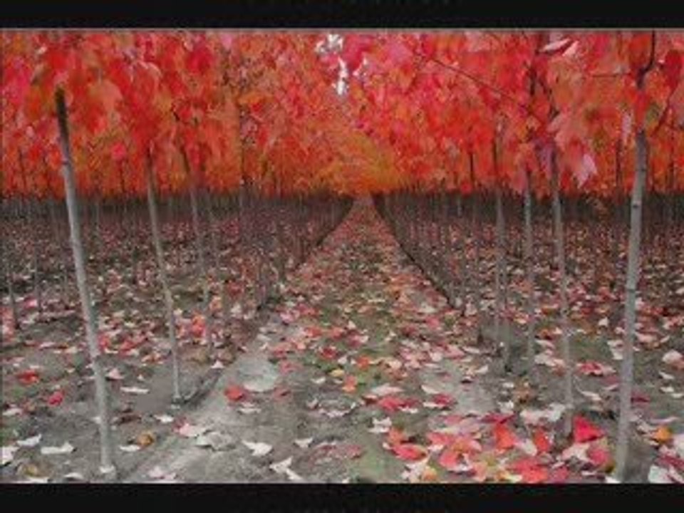 Alpay - Final (Şiir)