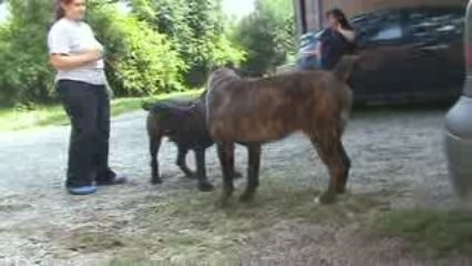 Ubogoss & Vita Dolce de la Guittonnie