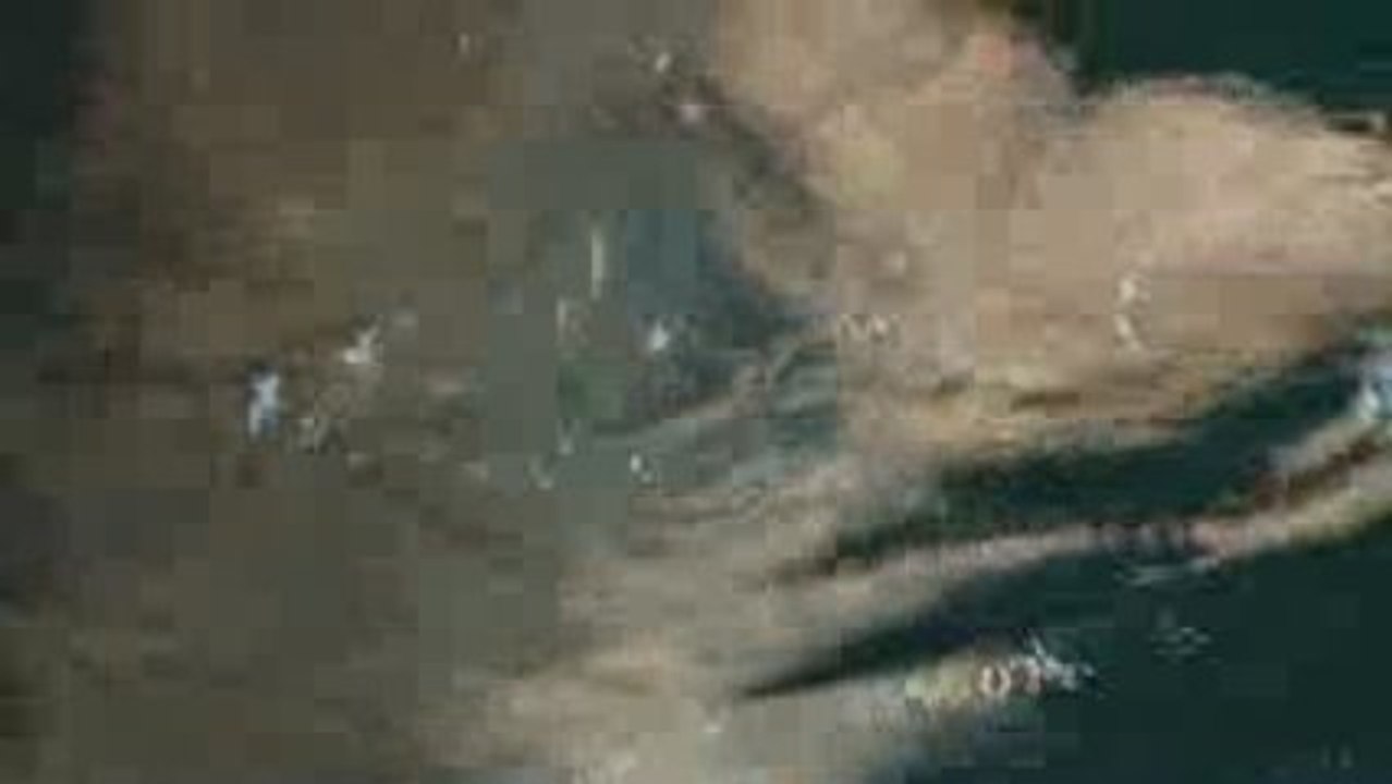 Acercamiento de ballena beluga
