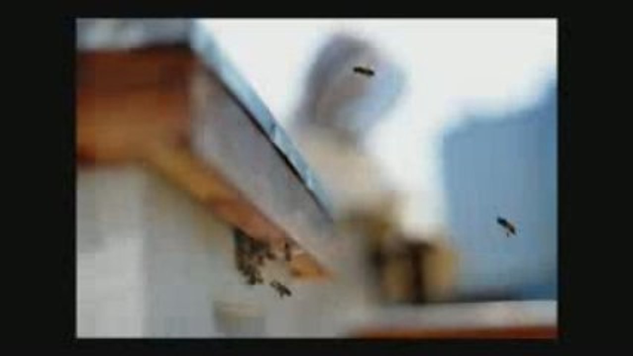 Bees: Vancouver Convention Centre - BC, Canada