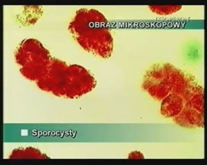 Plazince-wirki,przywry