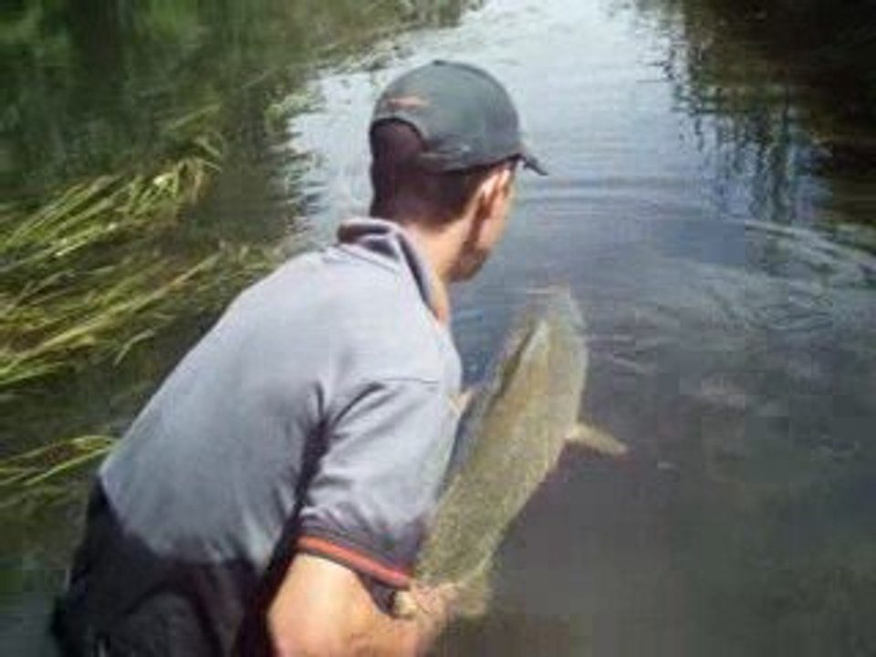 Remise à l'eau d'un brochet d'1,23m