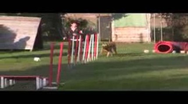 Sindbad GPF Agility Villefranche 04/10/2009