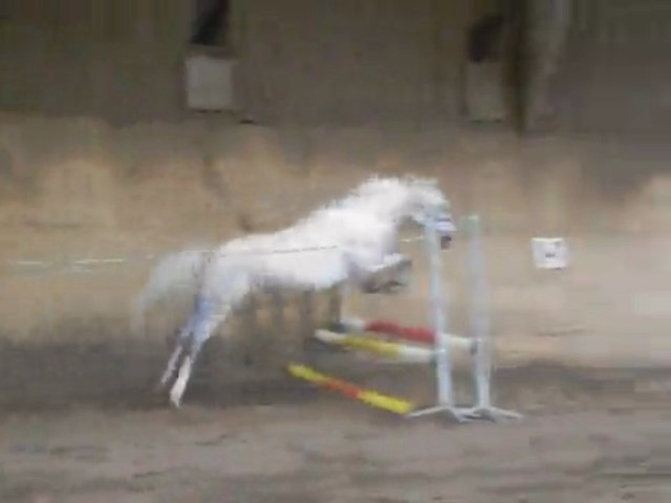 poneys qui saute