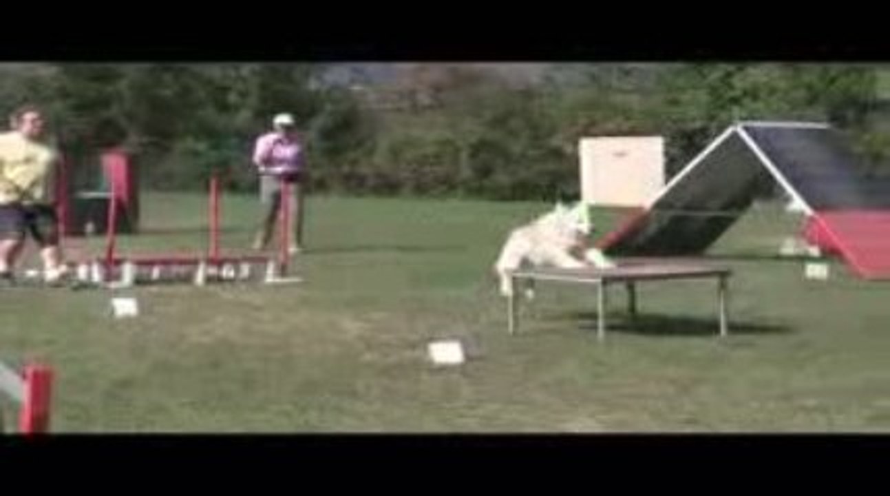 Salsa Degré Agility Villefranche 04/10/2009