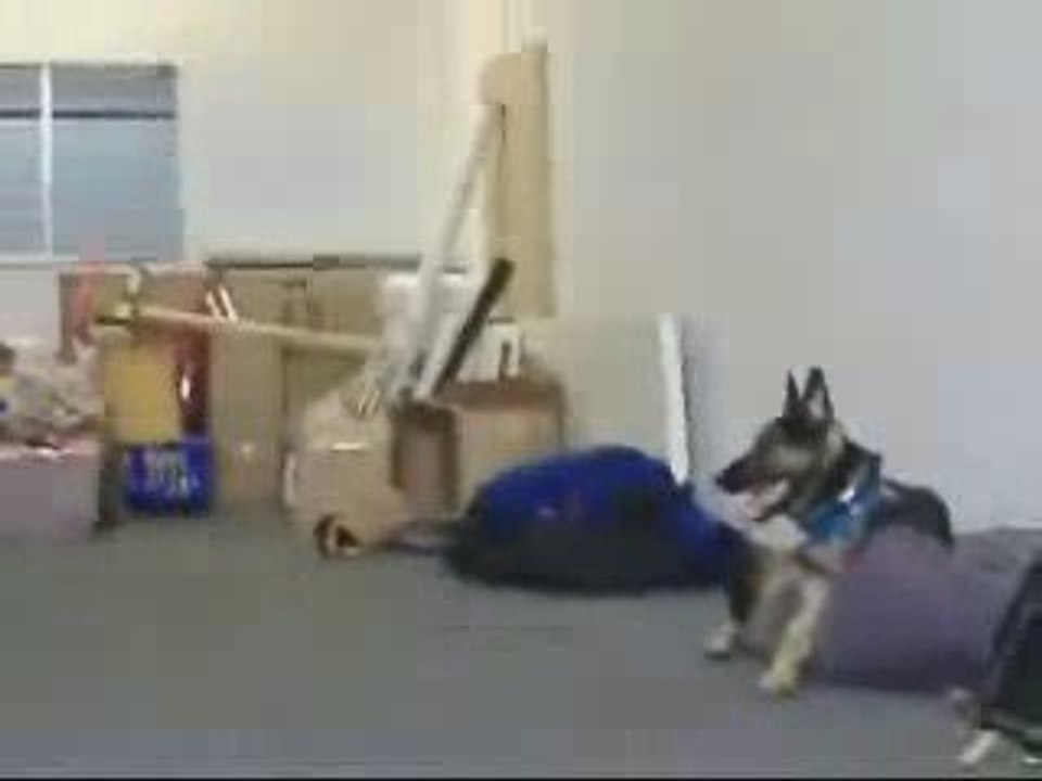 Obedience Training Los Angeles (Dog Obedience)  818-216-8960
