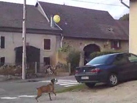 chien boxer..Jerry vs ballon mac do tros fort se chien ^^