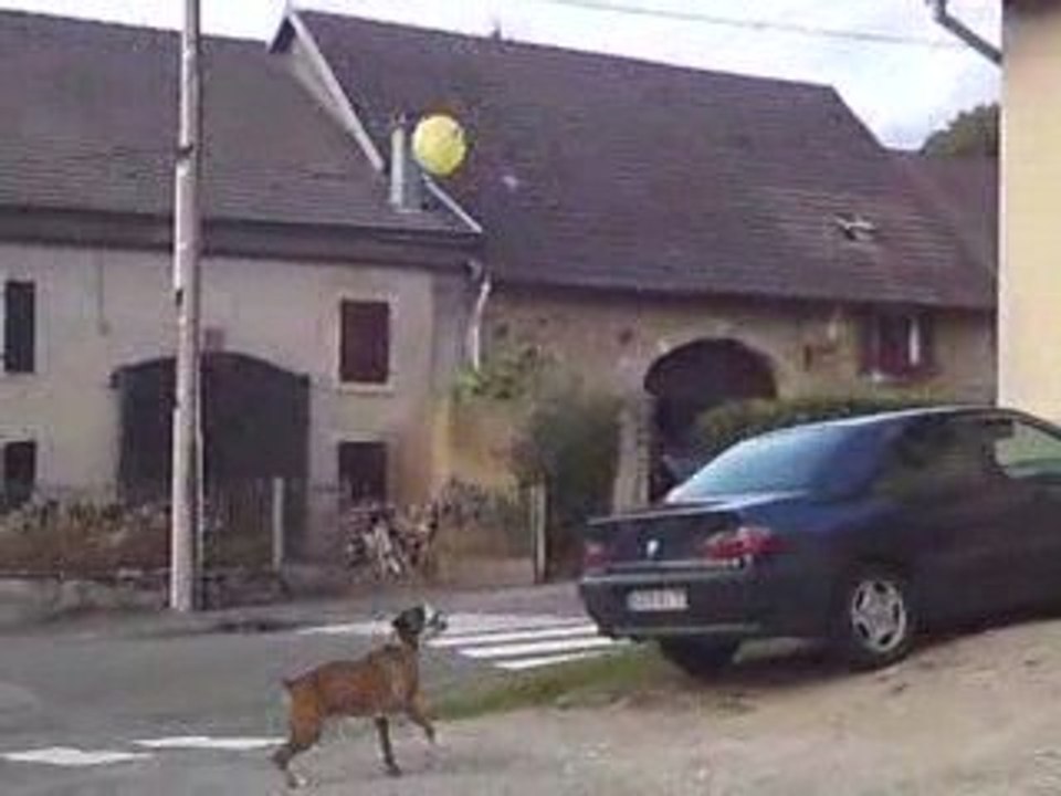 chien boxer..Jerry vs ballon mac do tros fort se chien ^^