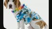 Cute Halloween Costumes For Your Pet