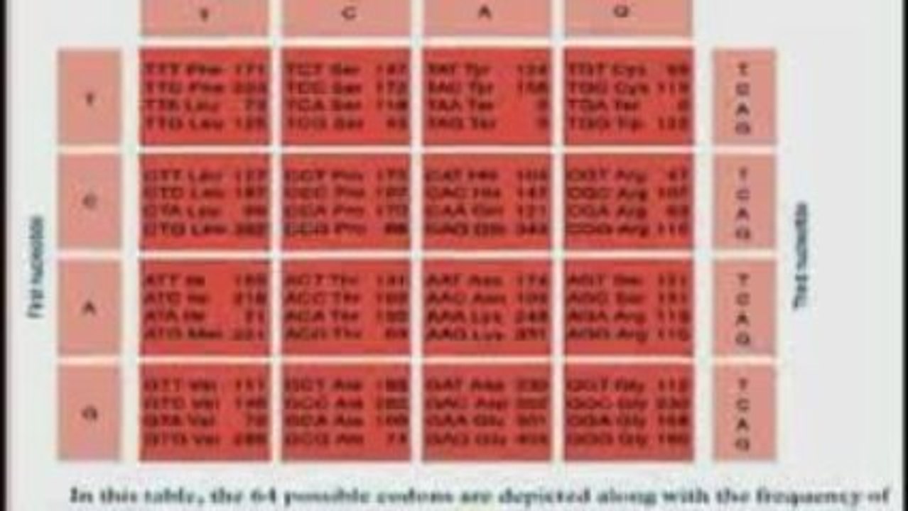 Levantine Genetic Engineering Par Excellence.