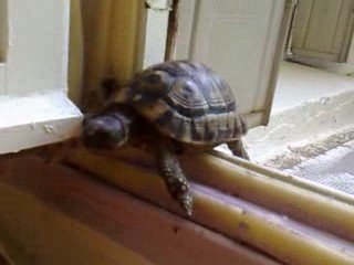 ma tortue kamikaze