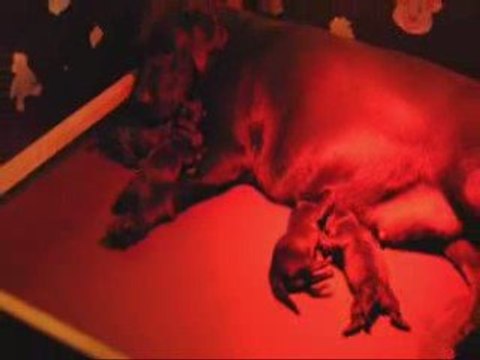 Naissance des bébés de Wendy