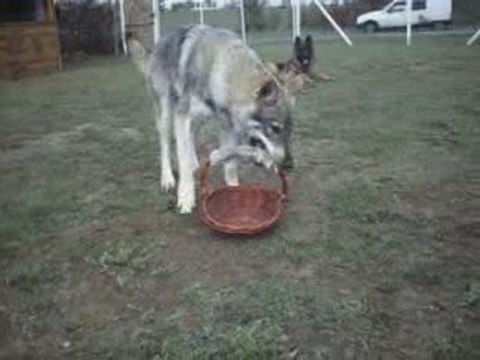 Chien Loup tcécoslovaque A.G.E.C. port du panier