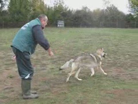 Chien Loup Tchécoslovaque A.G.E.C.