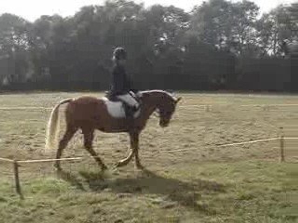 Rockysun de Quillien Dressage Carhaix 25 octobre 2009