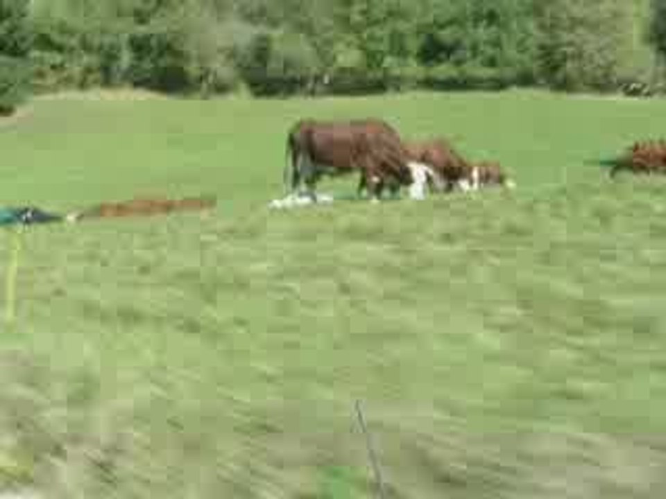 Slk en chevaux