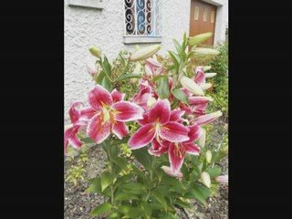 Dîner Spectacle Gujan Maestras 18.07.09