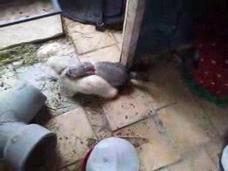 pink, channel et roxy