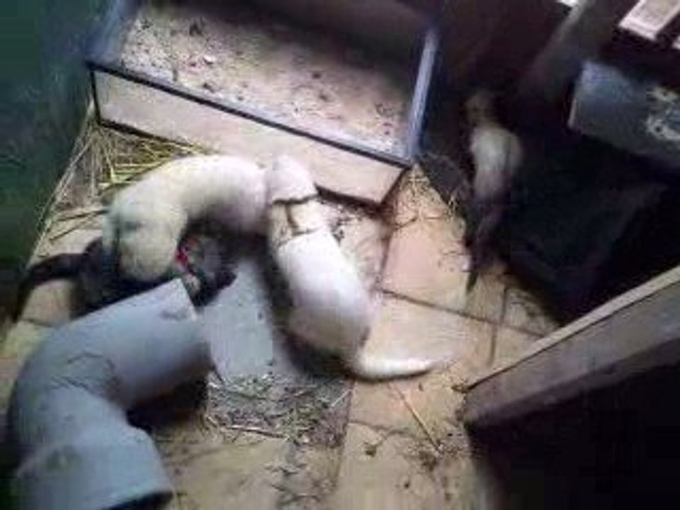 taz, cjannel, pink et roxy