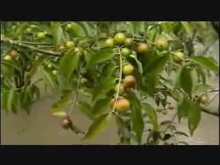 We Can Save The Amazon!  The Best Green Business