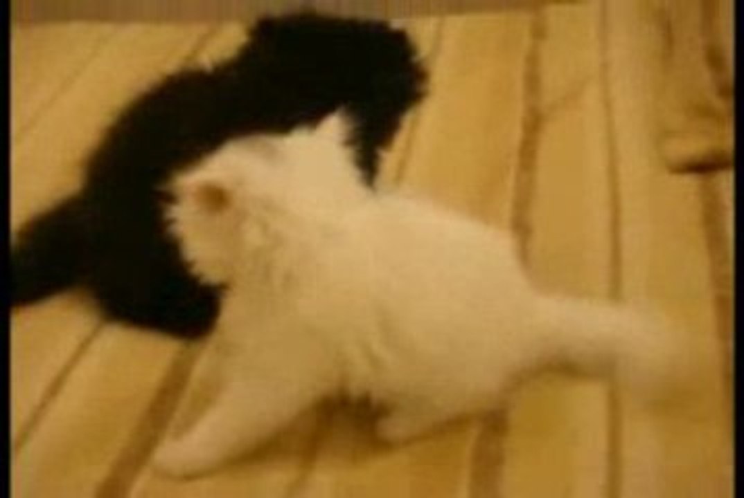 KARDEŞ YAVRU KEDİLER OYUN OYNUYOR