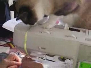 Les aventures d'Oscar 1