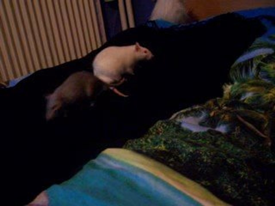 Présentation Sharingan-Tukiyo Jour 3