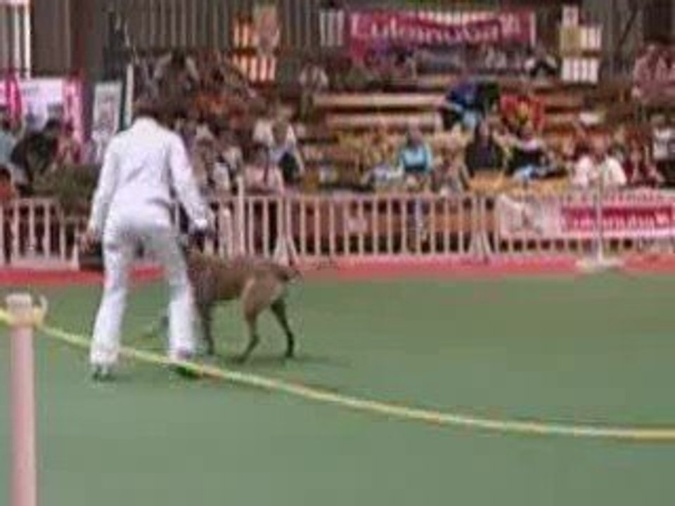 Doggy Dance
