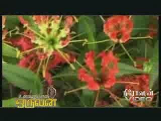 புலி உறுமுது; புலி உறுமுது