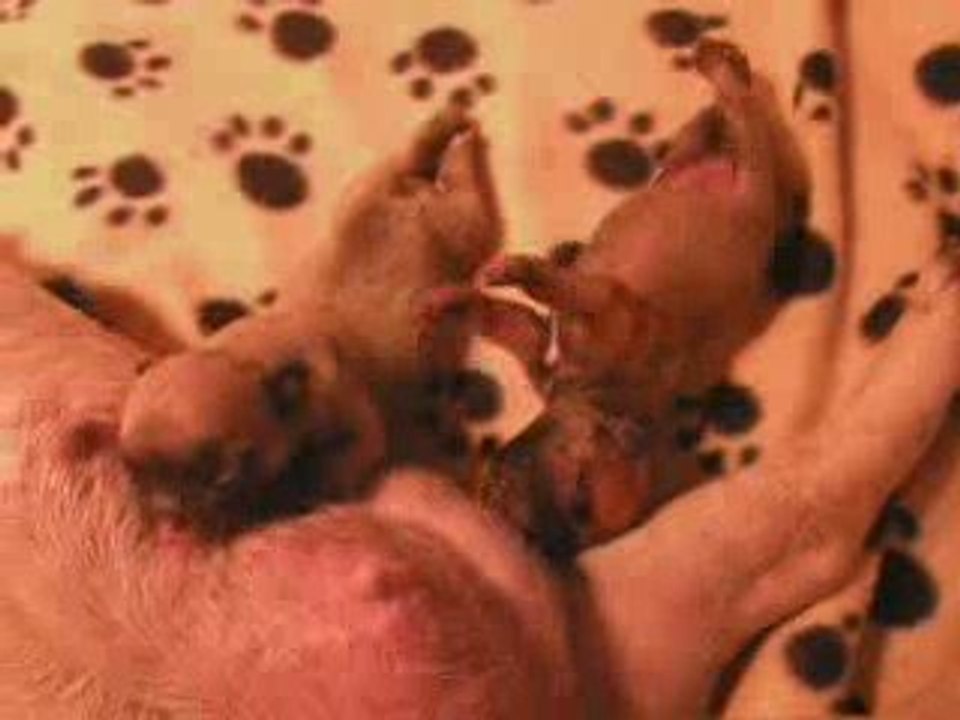 bb bouledogue de dalton family passion