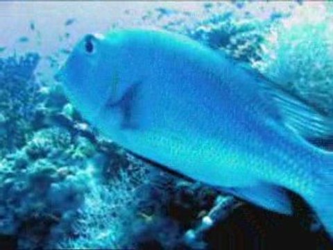 200909 Best Off Croisière Plongée Nord Egypte