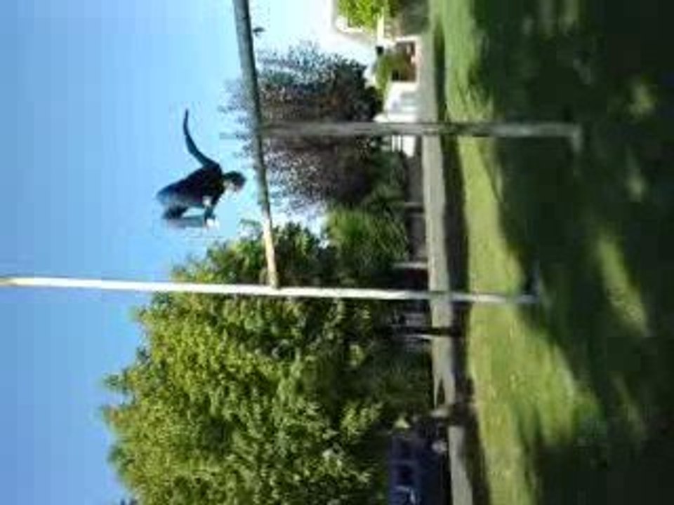 Léopold salto =D