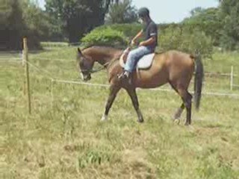 Willou