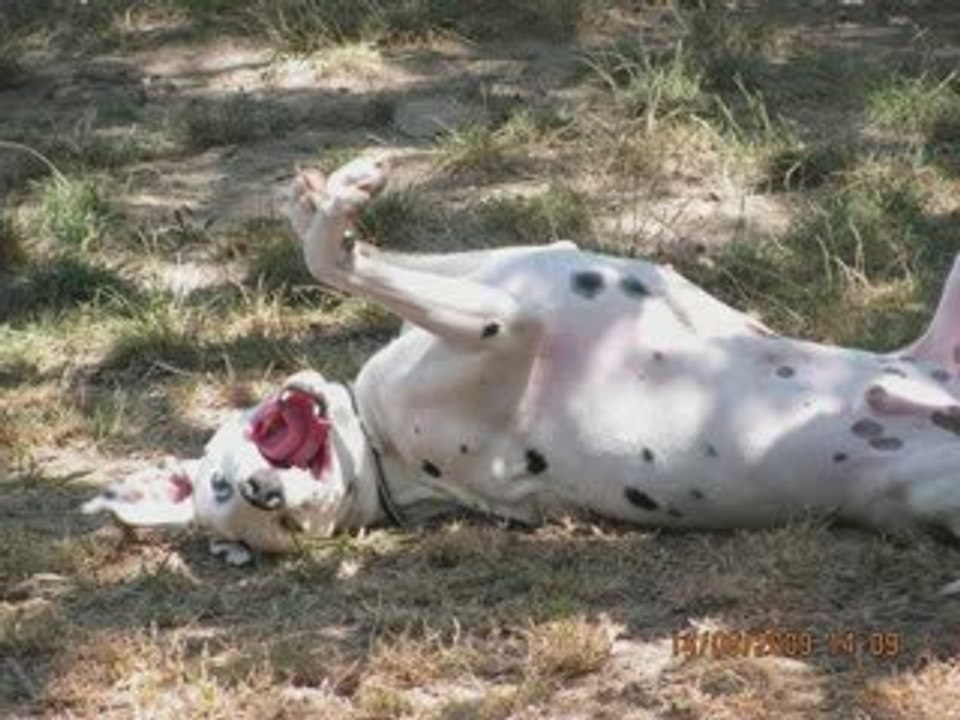 Chiens_a_adopter_dalmaSF_2009_10_11