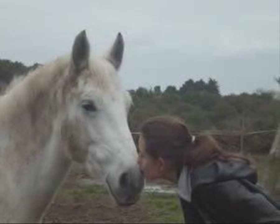 Origan va au paddock