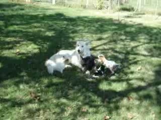 super nanny et les chiots  que de patience !!!!