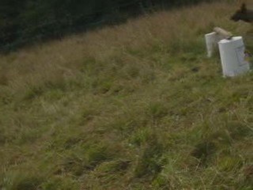 Chute