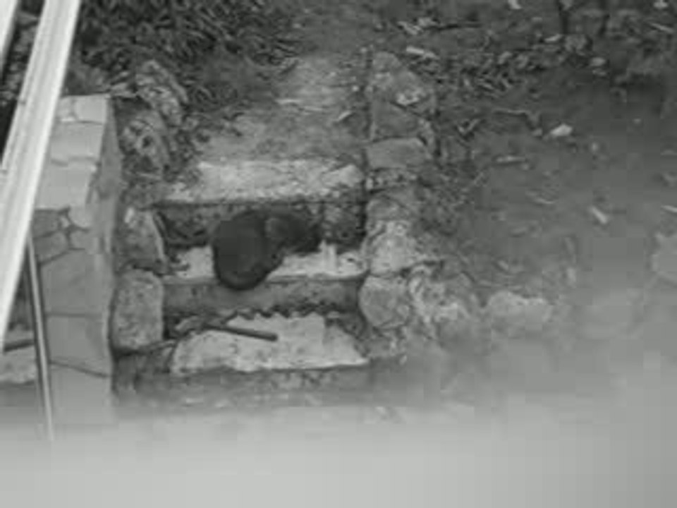 Sentinelle Anti-chats