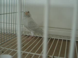 canari agate opale blanc.