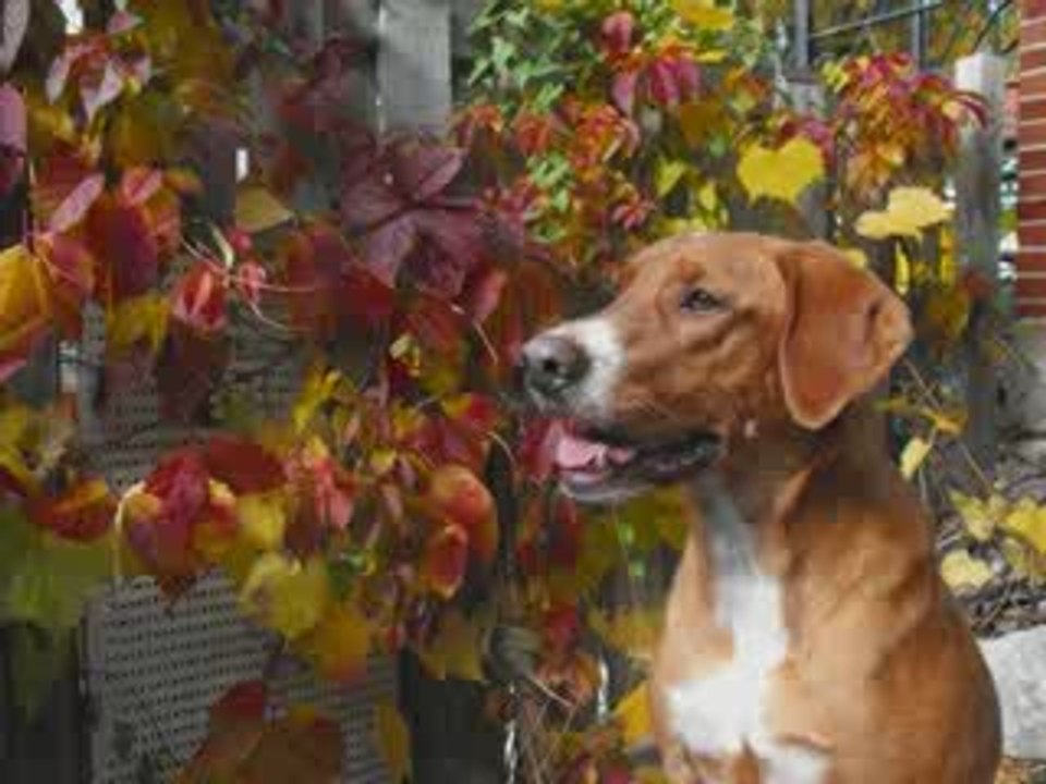 renconte teckel  Coraggio