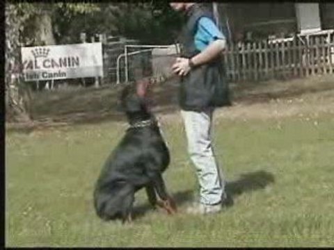 entrainement obeissance RCI daicko 18 mois