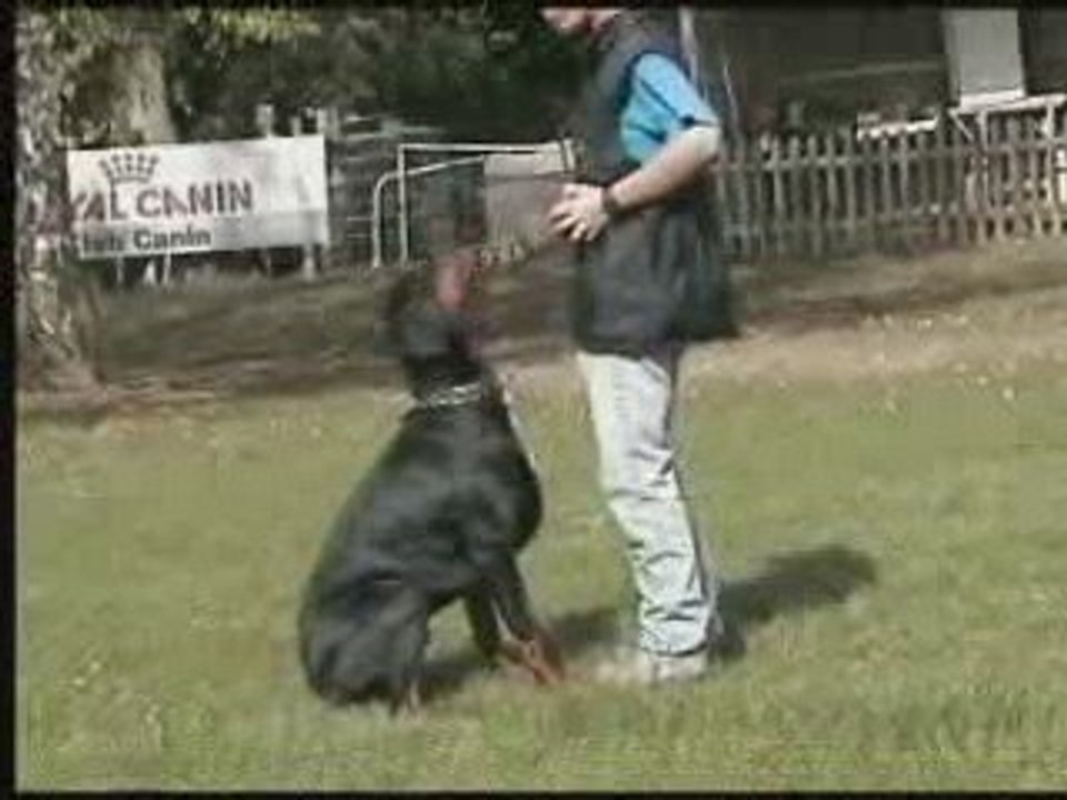 entrainement obeissance RCI daicko 18 mois