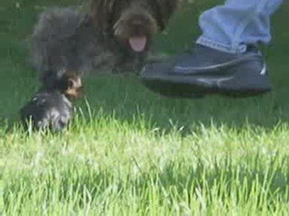 Les petits chiots Yorskires =)