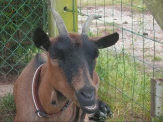 Lili au saut d'obstacle